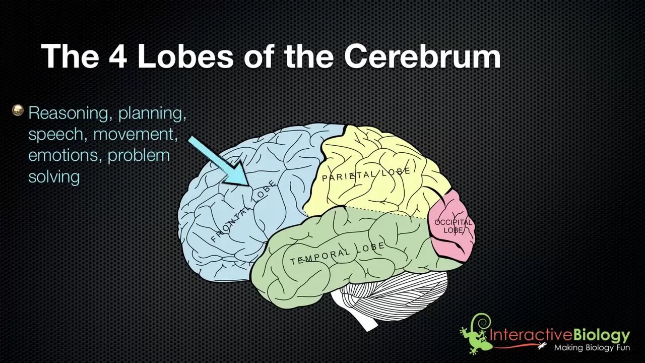 025 The 4 Lobes of the Cerebrum and their functions