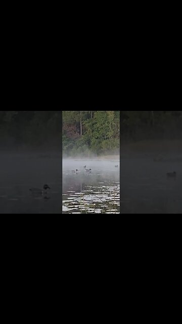 Wood Duck Swimming Around. #waterfowlhunting #outdoors #shorts #short @RDReynoldsOutdoors