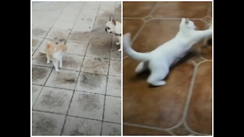 Dog And Cat funny Fighting