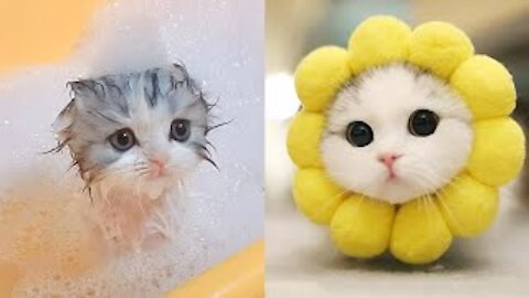 So Cute Cats ♥ Best Funny Cat Videos 2021