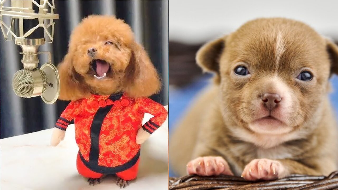 See what these cute dogs have done