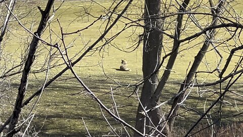 Coyote preoccupied by something