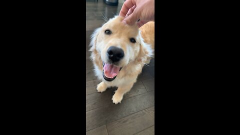 Happy Golden Retriever