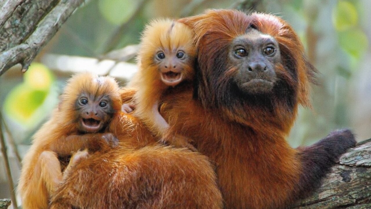 Golden Lion tamarin