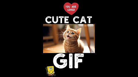 Cute Cat Gif