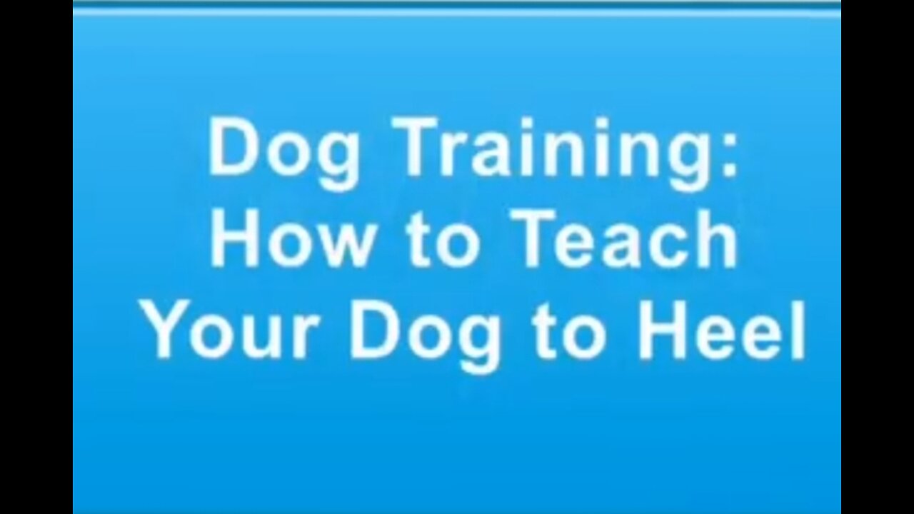 Dog Training How to Teach Your Dog to Heel