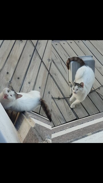 The cute cat that comes to my house every morning