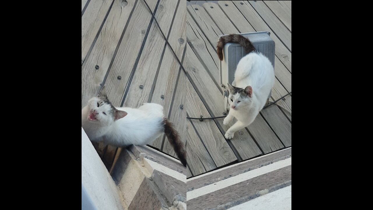 The cute cat that comes to my house every morning