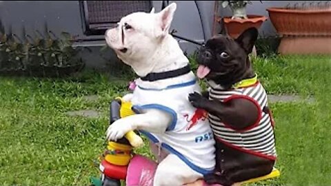 Best Animals 🔴 2 Minutes of Funny Cats and Dogs Videos 2022! #28