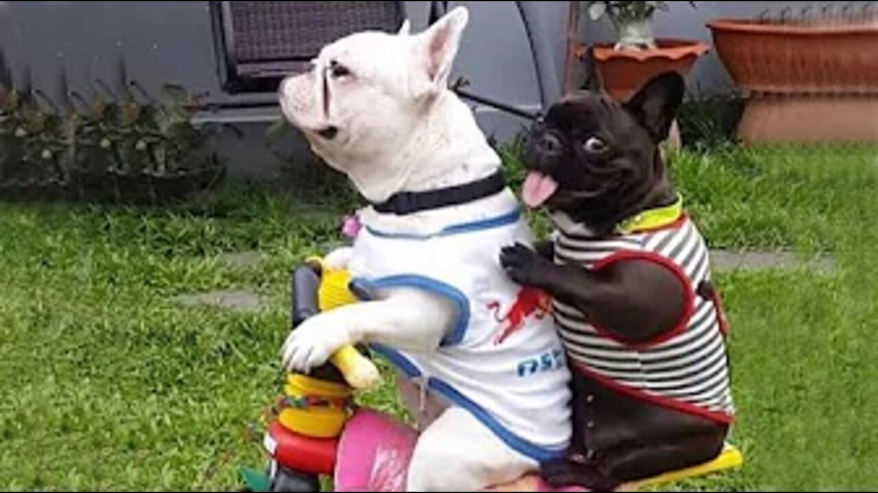 Best Animals 🔴 2 Minutes of Funny Cats and Dogs Videos 2022! #28