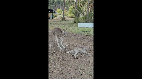 Kangaroo