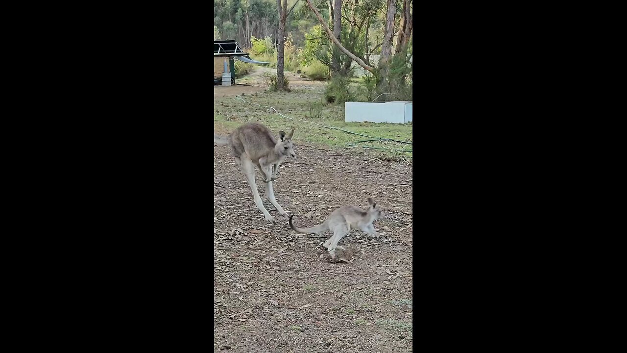 Kangaroo