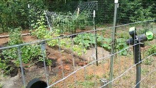 First Garden, July 2, Quick Fixes needed due to neglect