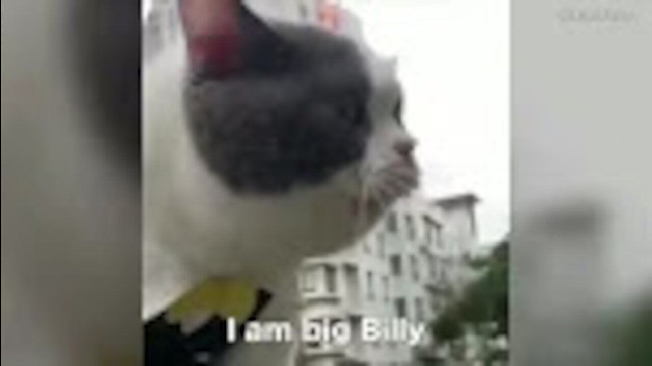 These cats can speak just like humans (FUNNY)