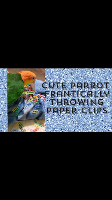 Cute parrot deliberately making a paper clip mess