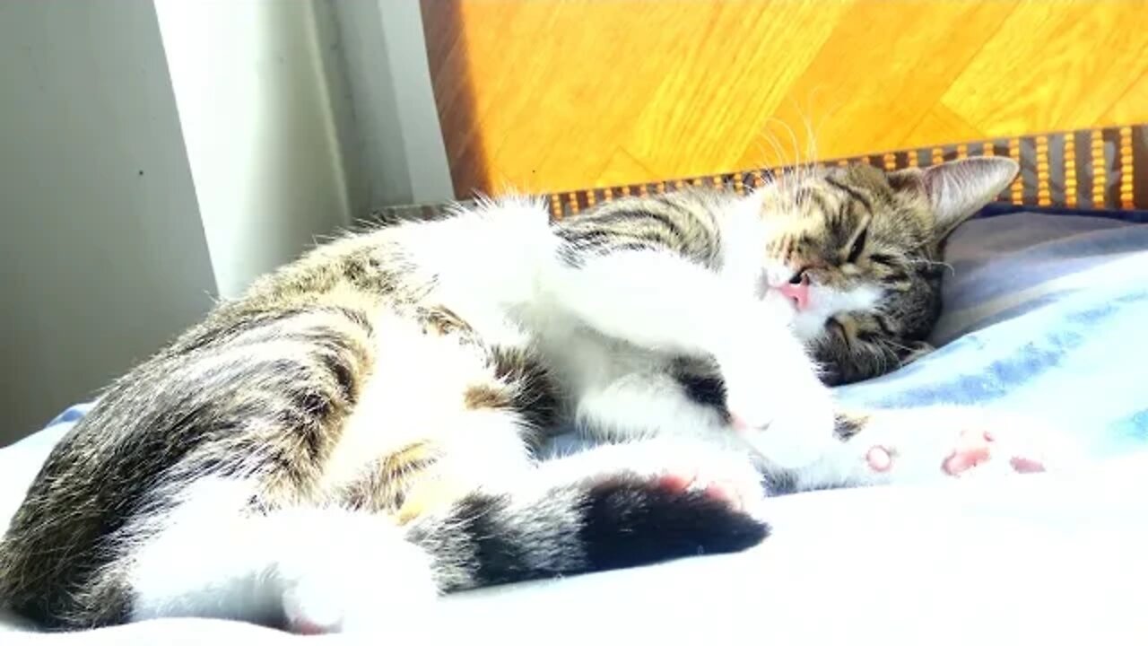 Sleep Sweet Baby Cat