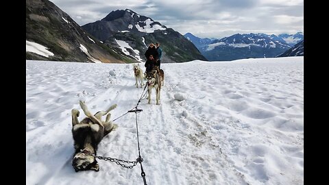 Funny animals compilation. How the dog falls off the mountain 🤭