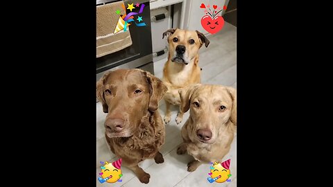 Special birfday song for our buddy Albert Sunshine 🌞 #weesluvyou #happybarkday #dogbirthday
