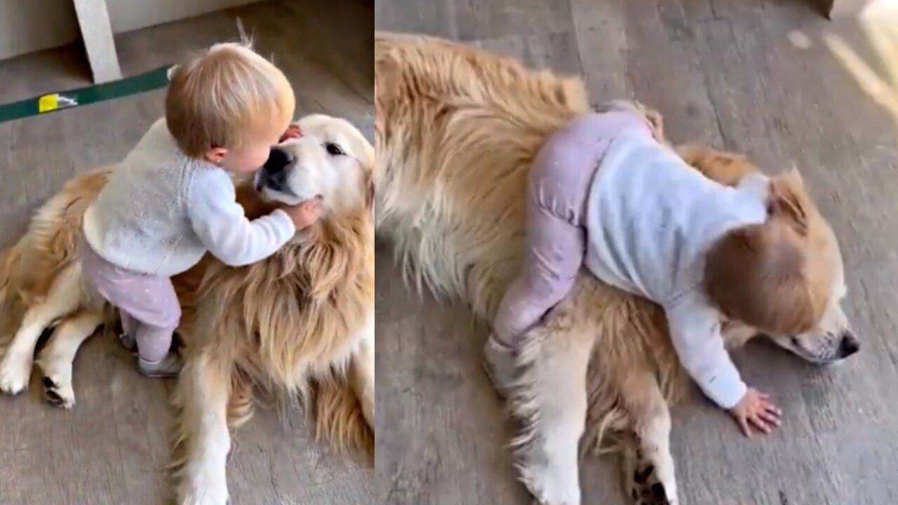 Funny Babies Laughing Hysterical At Dog Compilation Funny Moments With Cuty Babies