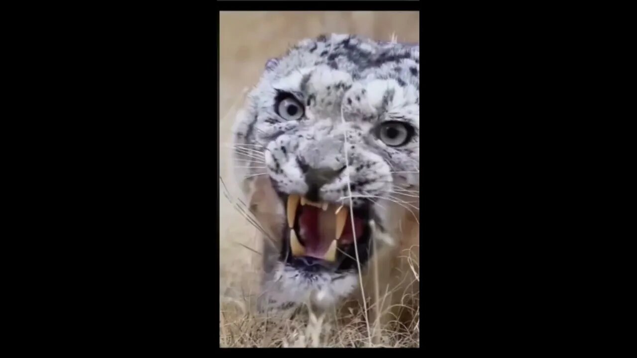 Compilação de vídeos do meu canal