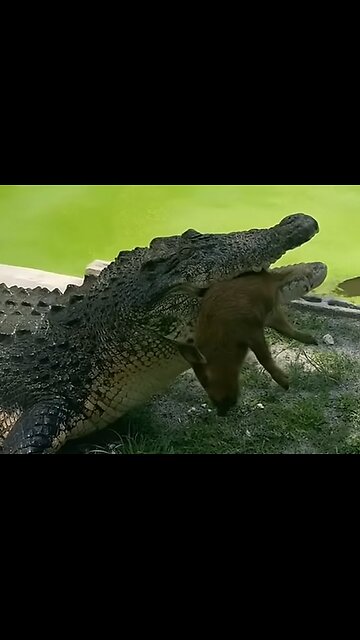 CROCODILE ATTACK,tragic encounter with a dog