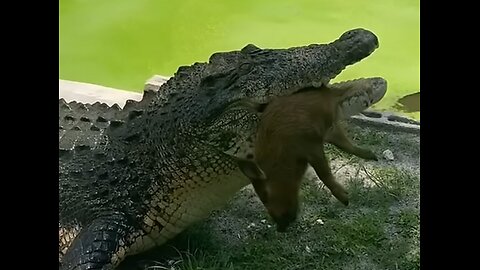 CROCODILE ATTACK,tragic encounter with a dog