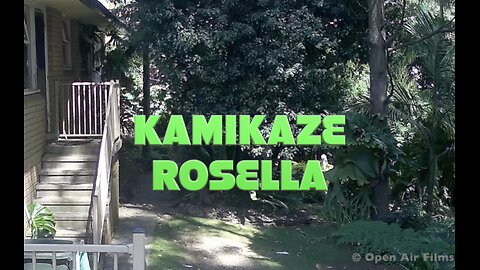 KAMIKAZE ROSELLA