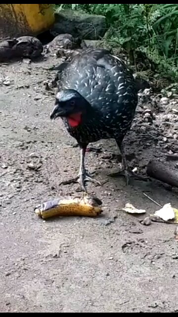 Jacu faminto devora banana em segundos! Jacuaçu, jacuguaçu, guans