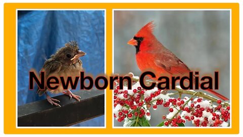 Newborn Cardinal 2nd Part. #Shorts