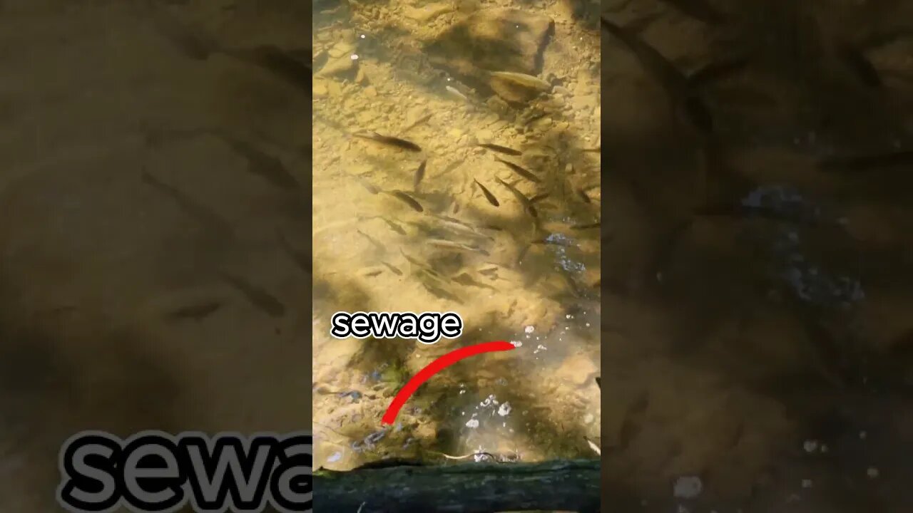 The sewage flows into the stream