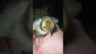 Gold sebright chick