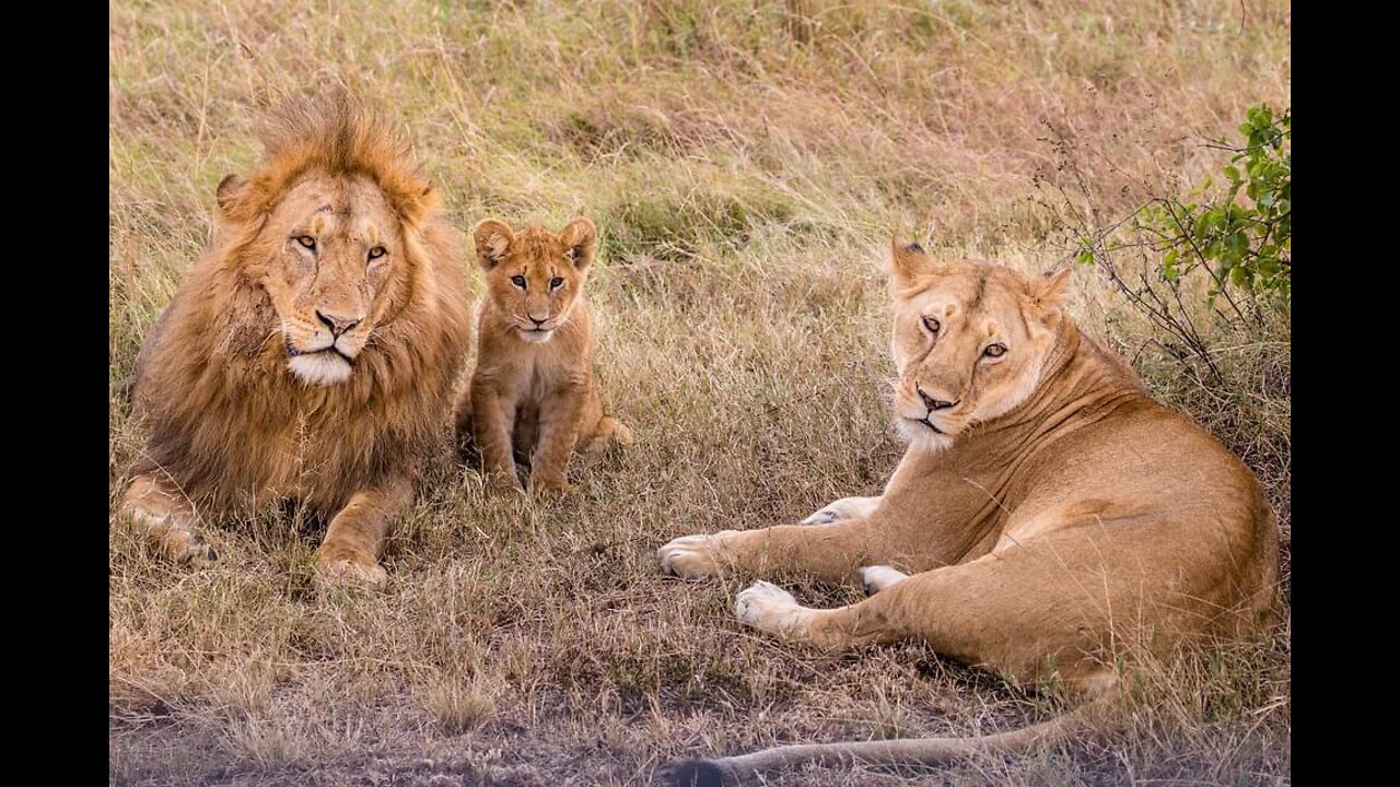 ONE HOUR of Amazing Animal Moments | lion king