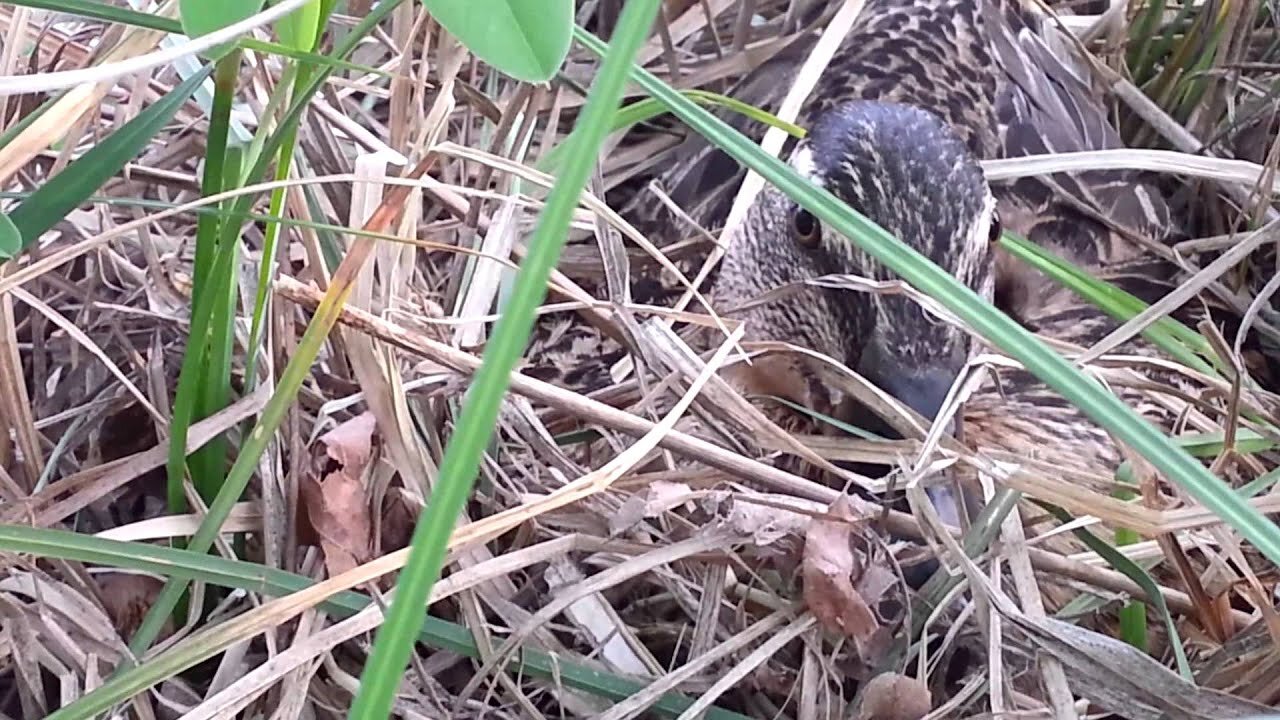 Excellent Female Mallard Duck Sitting on Nest