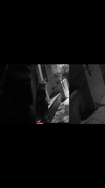 PB Cat Wonders Why The Humans Didn't Put Wet Cat Food Out! 😻