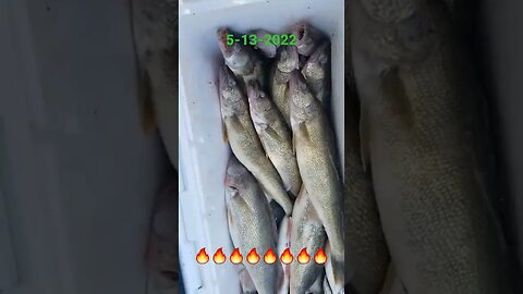 Another great day on Lake Erie, 5 man limit by noon!! Nice cooler of walleye!