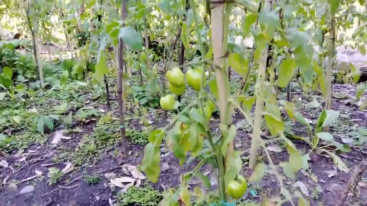 Cukup ABU BAKARAN Bisa Buat Tanaman Tomat Berbuah | #naikohidroponik