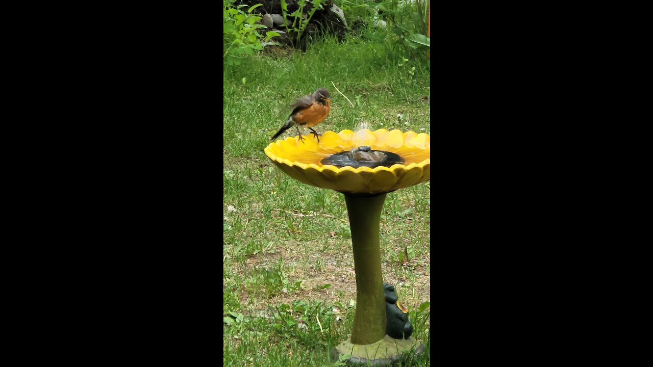 1st Robin Bathing in Birdbath