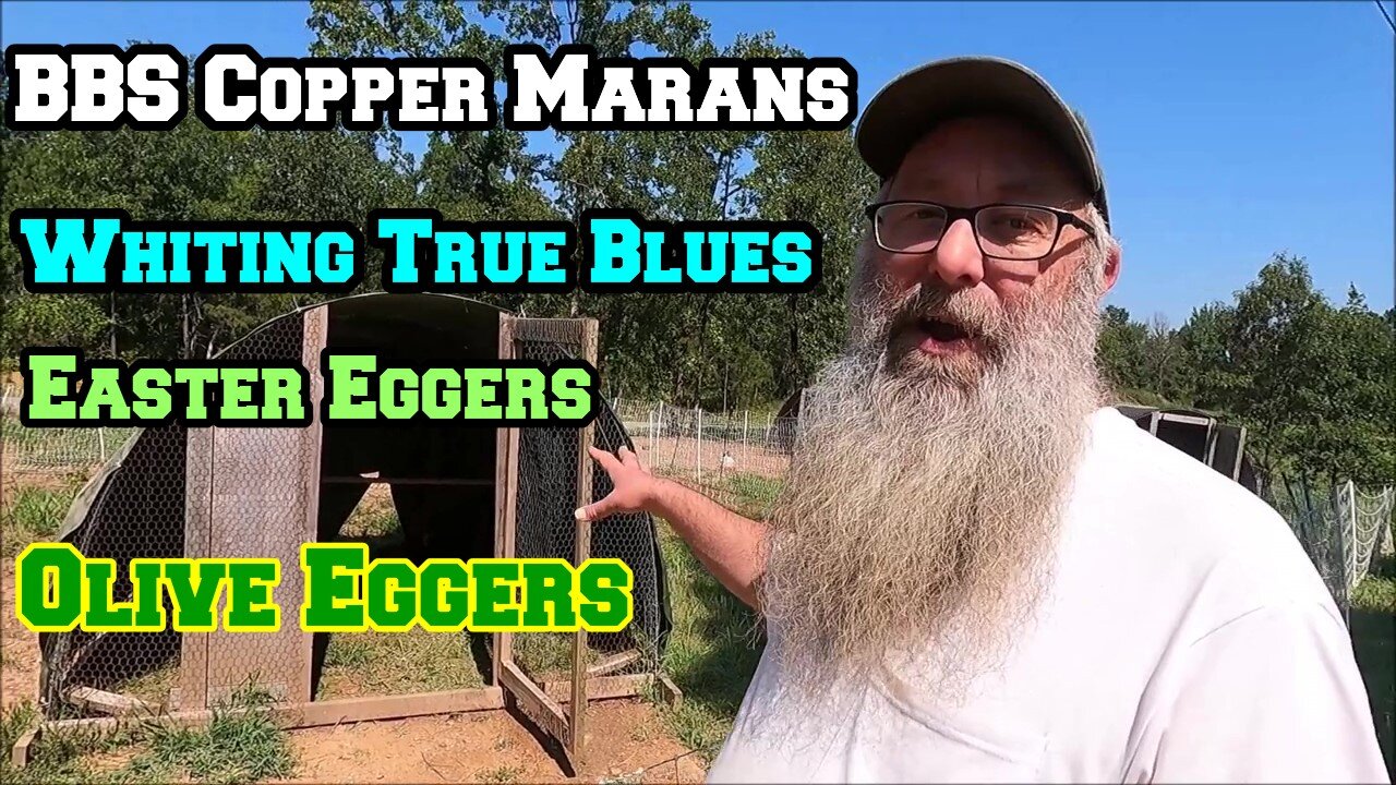 Flock Plans In Action - BBS Copper Marans, Whiting True Blues, Easter Eggers, Olive Eggers Arkansas