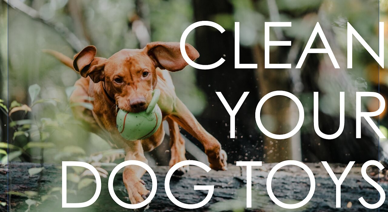 How to clean your dog TOYS! and DOG HACKS