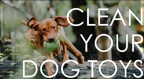 How to clean your dog TOYS! and DOG HACKS