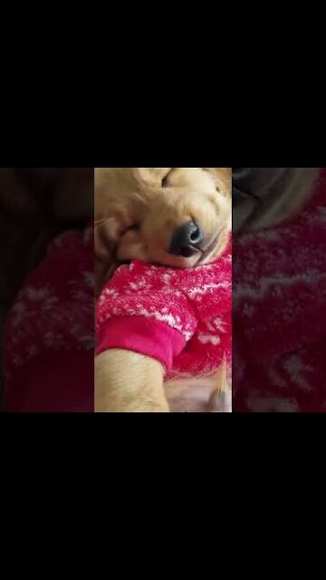 Golden Retriever funny videos 2021 #Shorts❤️️🐶❤️️