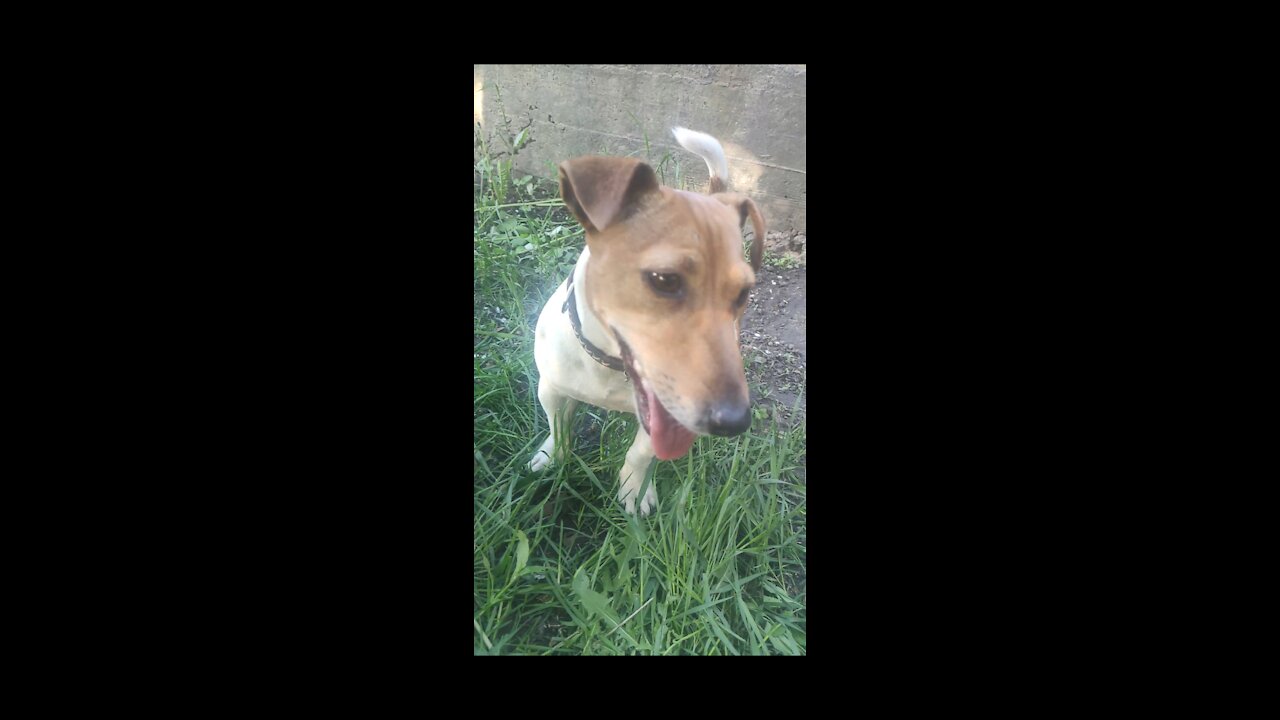 Jack Russell Terrier