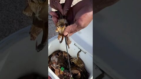 طريقة خطيرة للتطعيم بالعكريش الفاسخة كاملة لاستهداف الاسماك الكبيرة