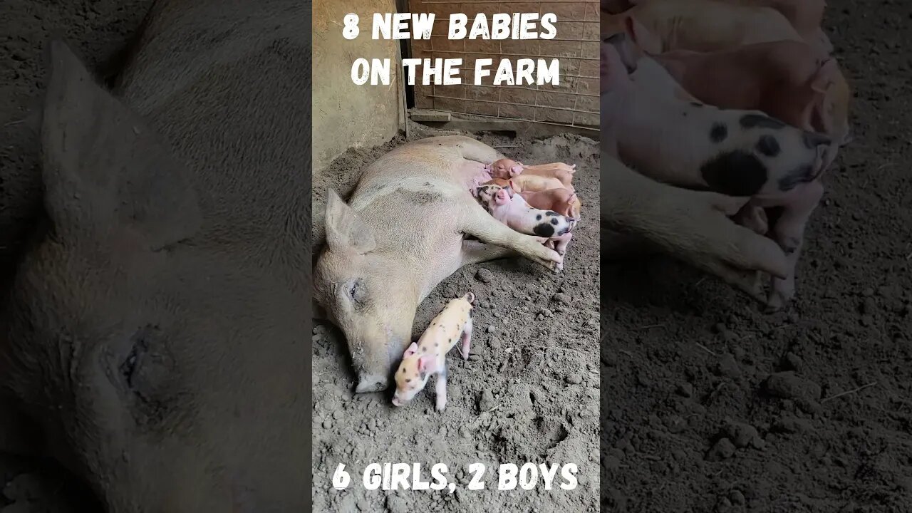 BABY PIGLETS Just Born! 🥰