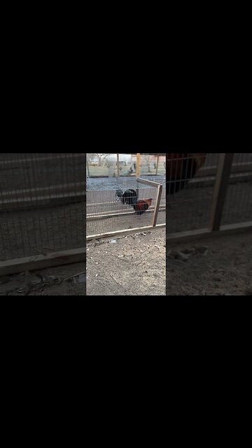 Getting the fat off these boys @ LivingWaterFarms247