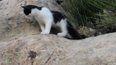 Our Cats #102 #shorts – Kitten Panqueñou's Three Boulder Jumps