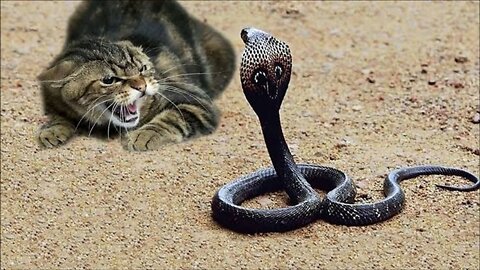 Funny cat , cat vs snake, cute cat ,A Beautiful moment of the cat & snake