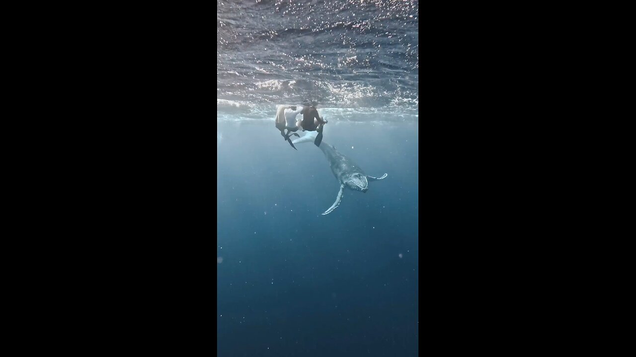 Rough seas and playful whale.