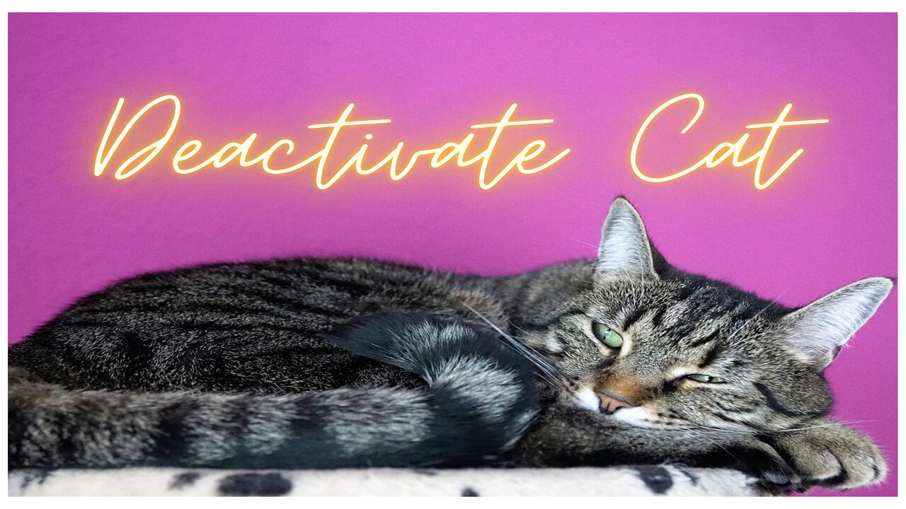 This Is How To Deactivate Your Cat