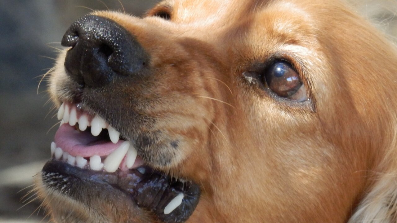 How Do You Make Your Dog Become Aggressive With Few Simple Tips Step By Step